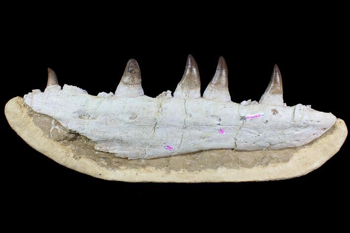 Massive, Mosasaur (Prognathodon) Jaw - With Huge Bite Mark! #77913